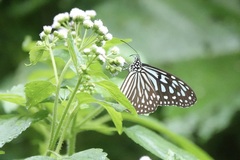 Ideopsis vulgaris