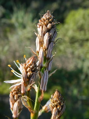 Asphodelus ramosus