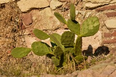 Opuntia stricta