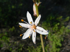 Asphodelus ramosus