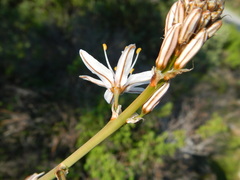 Asphodelus ramosus