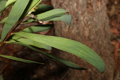Hakea benthamii