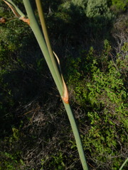 Asphodelus ramosus