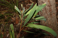 Hakea benthamii