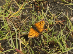 Lycaena edna