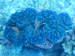 Tridacna noae