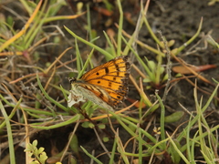 Lycaena edna