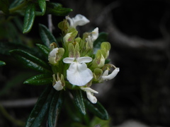 Teucrium montanum