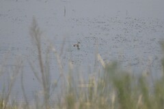 Poliocephalus poliocephalus