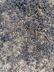 Boselaphus tragocamelus