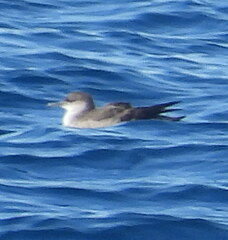 Puffinus mauretanicus
