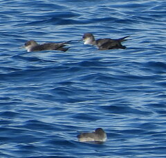Puffinus mauretanicus