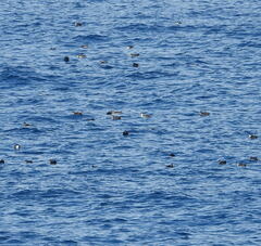 Puffinus mauretanicus