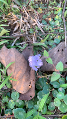 Ageratum houstonianum