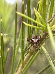 Araneus albotriangulus