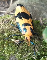 Chrysaeglia magnifica