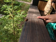 Urocerus gigas