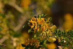 Medicago arborea