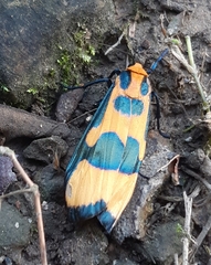 Chrysaeglia magnifica