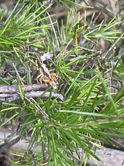 Phaulacridium vittatum