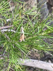 Phaulacridium vittatum