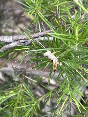 Phaulacridium vittatum