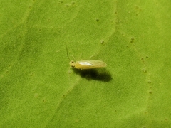 Caeciliusetae