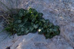 Cyclamen graecum graecum