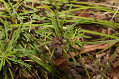 Pultenaea petiolaris