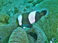 Amphiprion polymnus