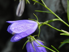 Campanula tanfanii
