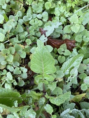 Rhamphospermum arvense