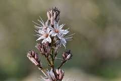 Asphodelus ramosus