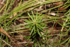Pultenaea petiolaris