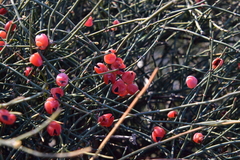 Ephedra foeminea
