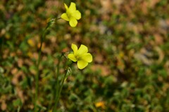 Oxalis pes-caprae