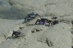 Metopograpsus