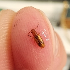 Cryptamorpha desjardinsi