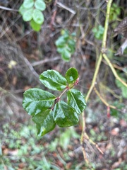 Rosa sempervirens