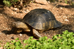 Testudo marginata