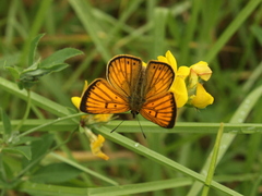 Lycaena edna