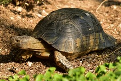 Testudo marginata