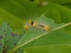 Calliteara horsfieldii