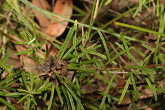 Pultenaea petiolaris