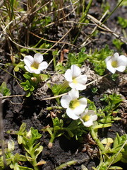 Gratiola nana