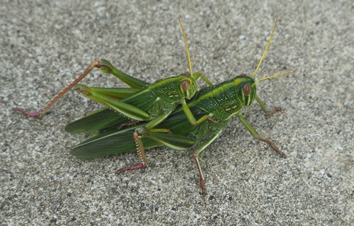 Photo of Large Green Grasshopper (Chondracris rosea)