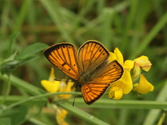 Lycaena edna