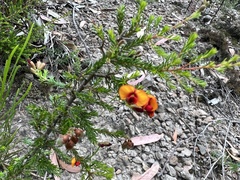 Dillwynia phylicoides