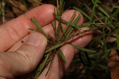 Pultenaea petiolaris