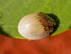 Paropsisterna